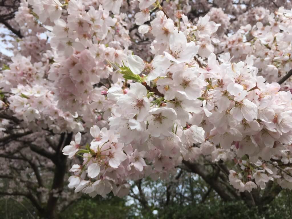 Sakura in Queen Elizabeth Park