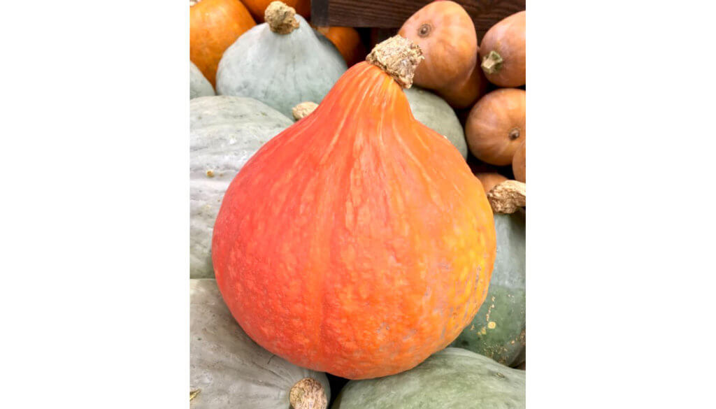 Hokkaido pumpkin aka red kuri squash