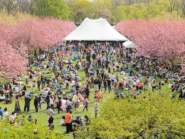 Overhead shot of the Sakura Matsuri in Brooklyn Botanical Garden.