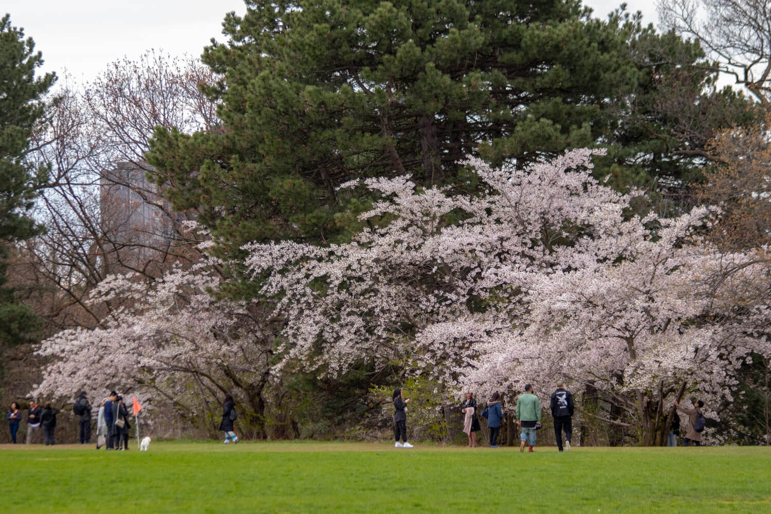 Sakura trees at High Park